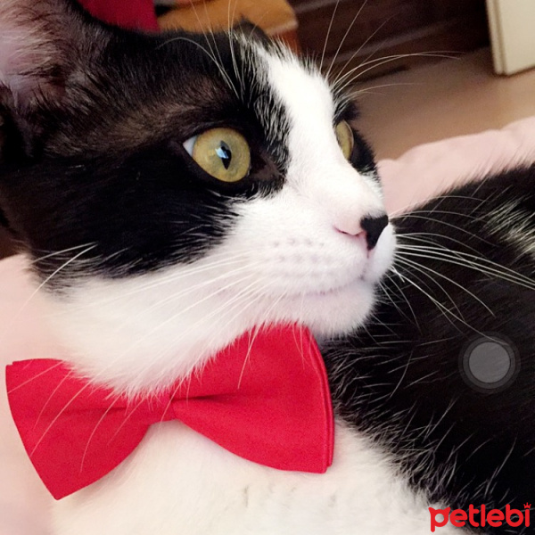 Tekir Kedi, Kedi  Karam fotoğrafı