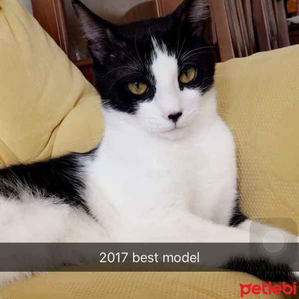 Tekir Kedi, Kedi  Karam fotoğrafı