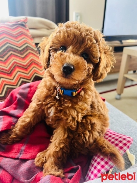 Poodle(Standart Kaniş), Köpek  Mila fotoğrafı