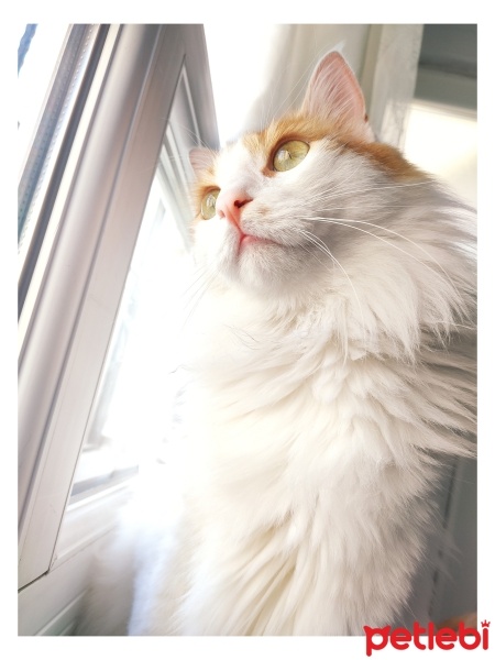 Tekir Kedi, Kedi  Karamel fotoğrafı