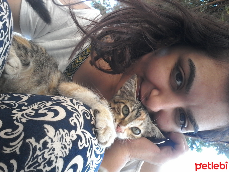 Tekir Kedi, Kedi  Minnoş fotoğrafı