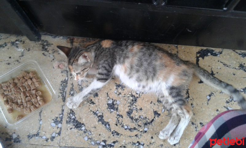 Tekir Kedi, Kedi  Minnoş fotoğrafı