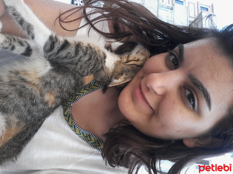 Tekir Kedi, Kedi  Minnoş fotoğrafı