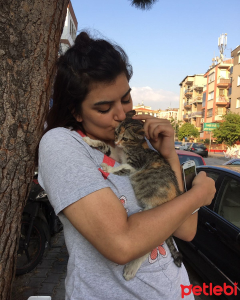 Tekir Kedi, Kedi  Minnoş fotoğrafı