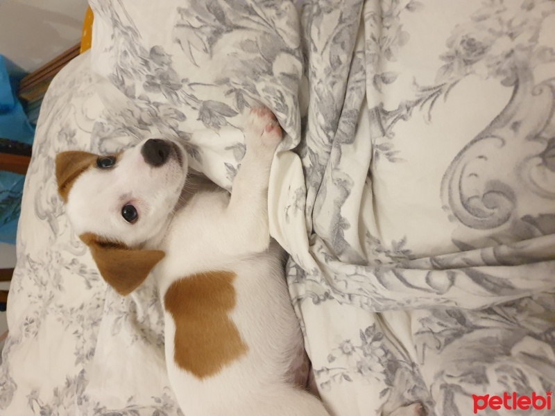 Jack Russell Terrier, Köpek  Minik fotoğrafı