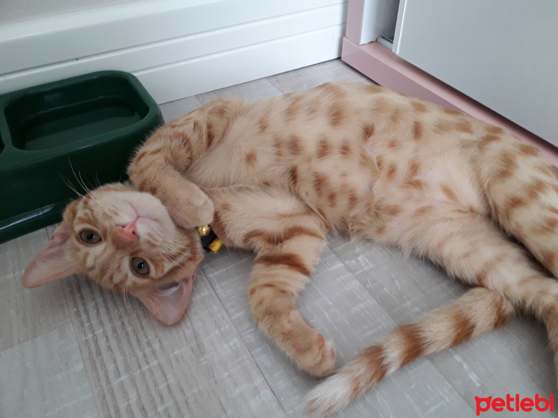 Soke, Kedi  Mıncır fotoğrafı