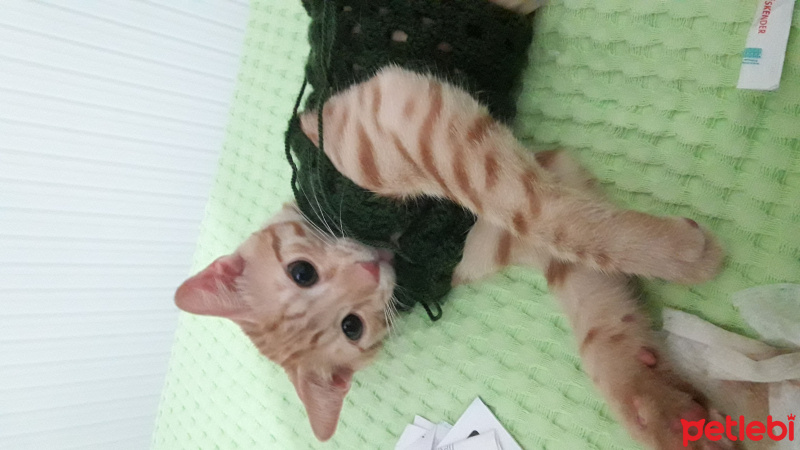 Soke, Kedi  Mıncır fotoğrafı