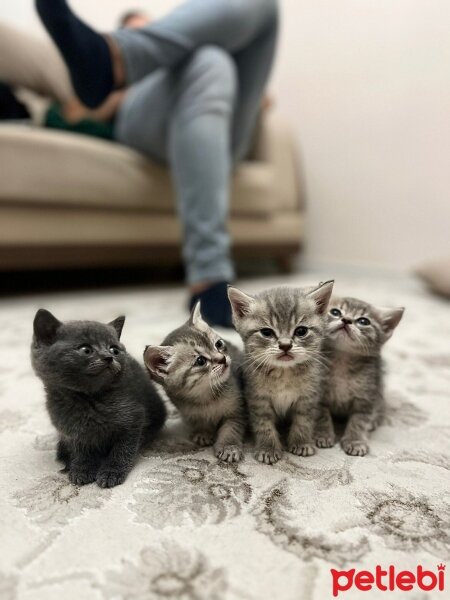 British Shorthair, Kedi  İsimsiz fotoğrafı