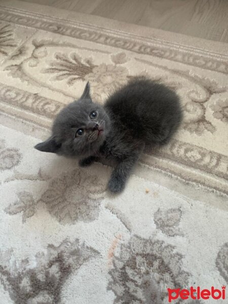 British Shorthair, Kedi  İsimsiz fotoğrafı