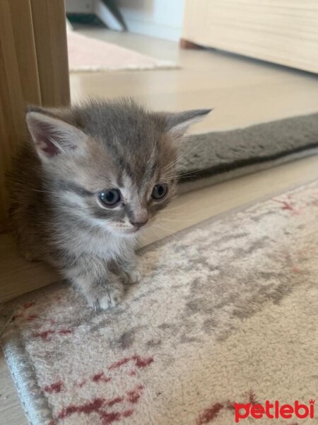 British Shorthair, Kedi  İsimsiz fotoğrafı