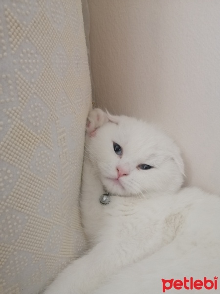 Scottish Fold, Kedi  Pamuk Prenses fotoğrafı