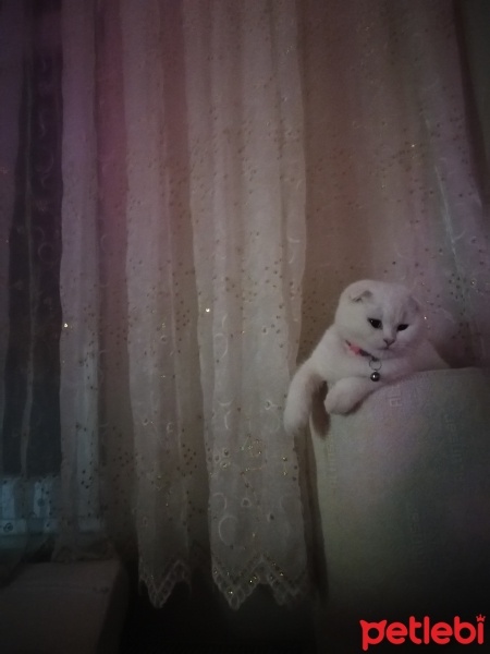 Scottish Fold, Kedi  Pamuk Prenses fotoğrafı