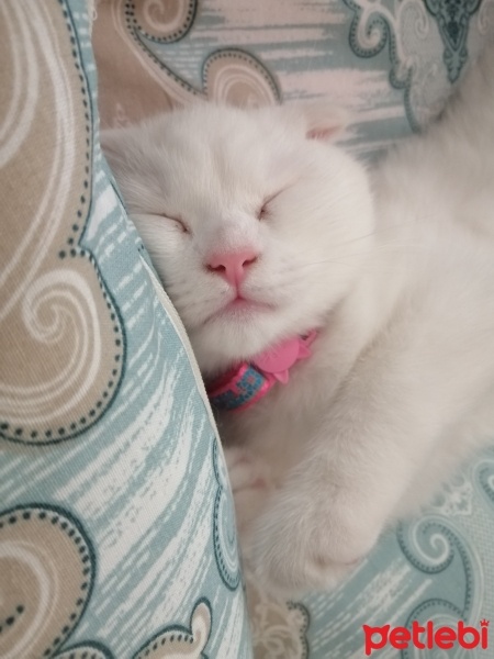 Scottish Fold, Kedi  Pamuk Prenses fotoğrafı