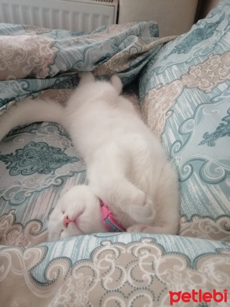 Scottish Fold, Kedi  Pamuk Prenses fotoğrafı