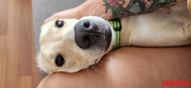 Labrador Retriever, Köpek  Appa fotoğrafı