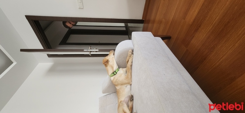 Labrador Retriever, Köpek  Appa fotoğrafı