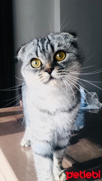 Scottish Fold, Kedi  Sushi fotoğrafı