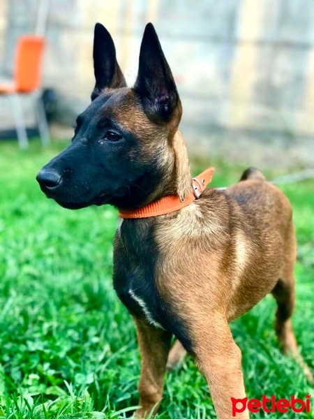 Belçika Malinois, Köpek  Pera fotoğrafı