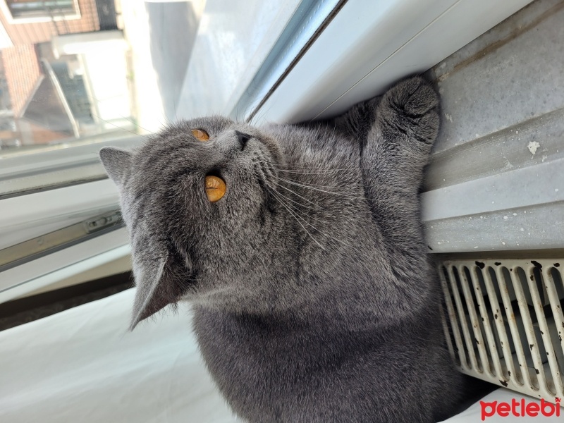 British Shorthair, Kedi  MİA fotoğrafı
