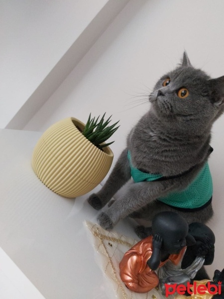 British Shorthair, Kedi  MİA fotoğrafı