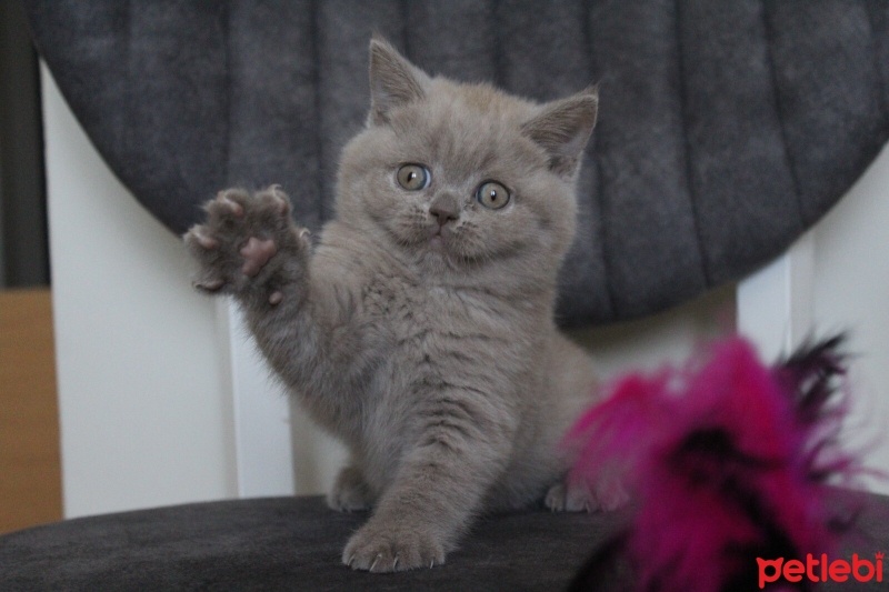 Scottish Fold, Kedi  Sushi fotoğrafı