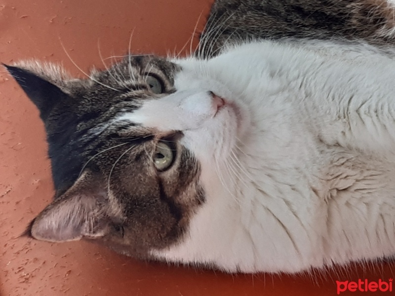 Tekir Kedi, Kedi  Prenses fotoğrafı