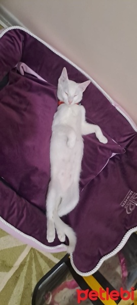 Van Kedisi, Kedi  Miya fotoğrafı