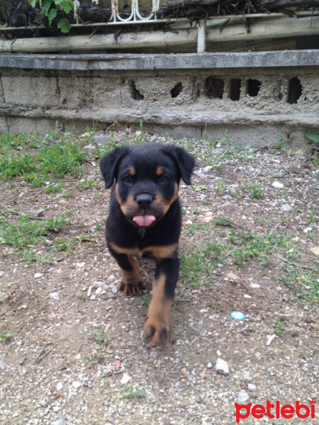 Rottweiler, Köpek  max fotoğrafı