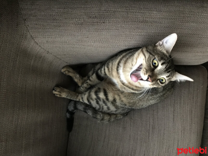 Bengal, Kedi  Tiga fotoğrafı