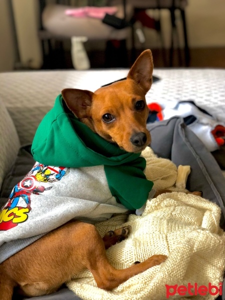 Minyatür Pinscher, Köpek  Sherry fotoğrafı