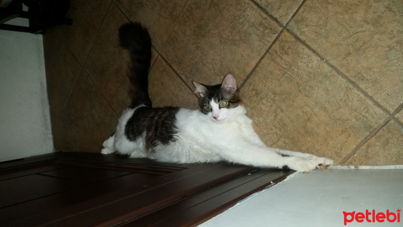 Tekir Kedi, Kedi  Şans fotoğrafı