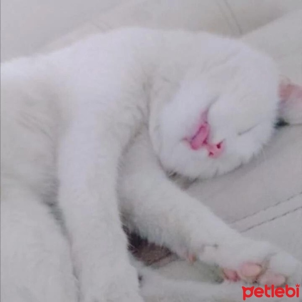 Tuxedo (Smokin) Kedi, Kedi  Benekli fotoğrafı