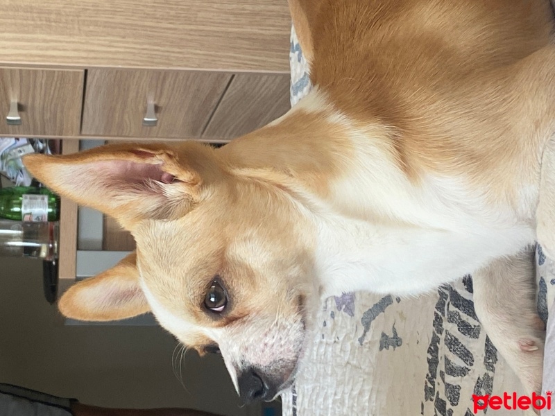 Chihuahua, Köpek  Cheddar fotoğrafı