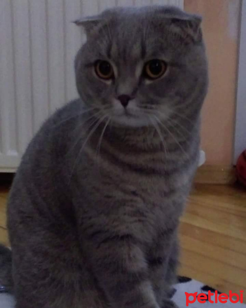 Scottish Fold, Kedi  Behlül fotoğrafı