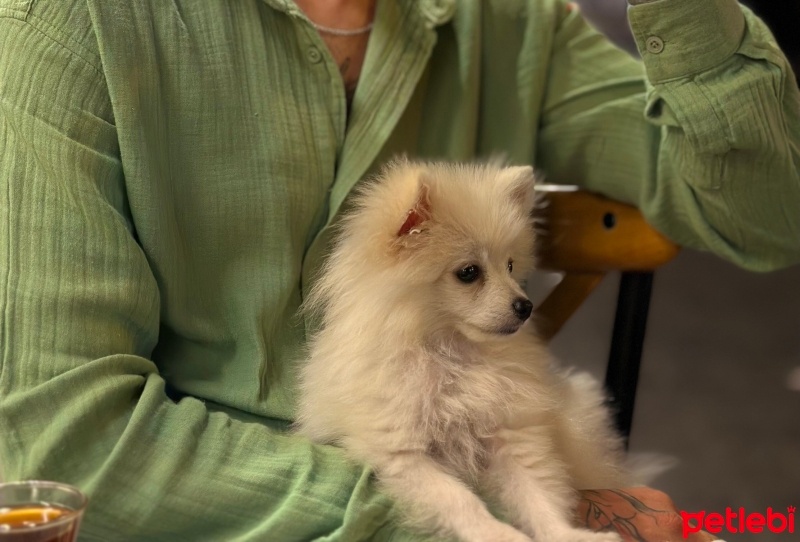 Pomeranyalı, Köpek  Tekila fotoğrafı