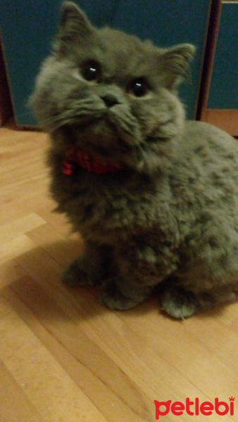 İran Kedisi (Persian), Kedi  Duman fotoğrafı
