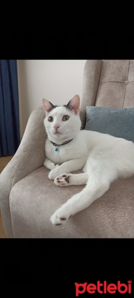 Tekir Kedi, Kedi  Pati fotoğrafı