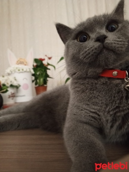 British Shorthair, Kedi  Mia fotoğrafı