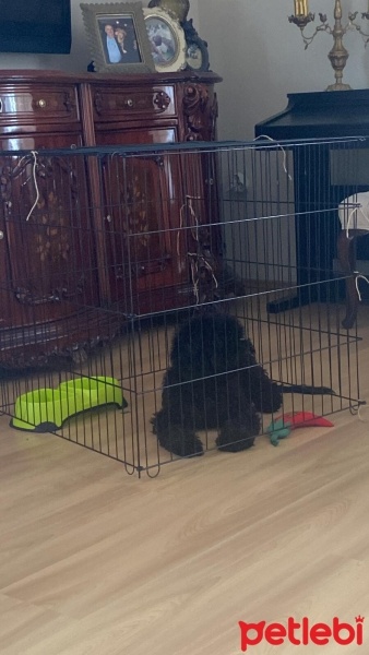 Poodle (Minyatür Kaniş), Köpek  biber fotoğrafı