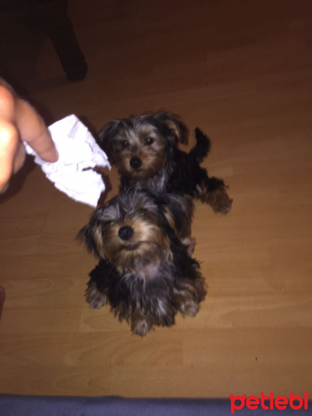 Yorkshire Terrier, Köpek  Şiva ve mişa fotoğrafı