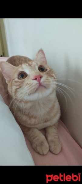 Sarman, Kedi  Bal fotoğrafı
