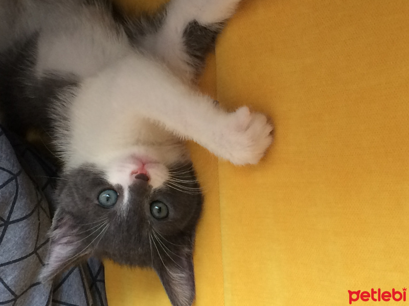 Tuxedo (Smokin) Kedi, Kedi  Mayhoş fotoğrafı