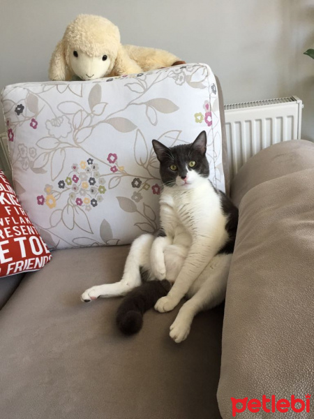 Tuxedo (Smokin) Kedi, Kedi  Mayhoş fotoğrafı