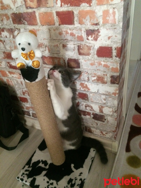 Tuxedo (Smokin) Kedi, Kedi  Mayhoş fotoğrafı