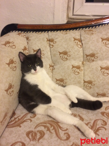 Tuxedo (Smokin) Kedi, Kedi  Mayhoş fotoğrafı