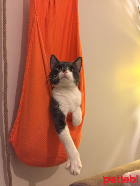 Tuxedo (Smokin) Kedi, Kedi  Mayhoş fotoğrafı