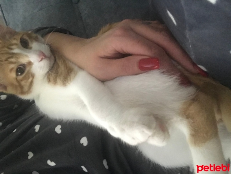 Tekir Kedi, Kedi  Limon fotoğrafı