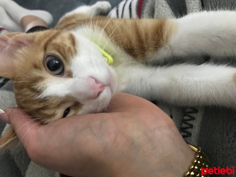 Tekir Kedi, Kedi  Limon fotoğrafı