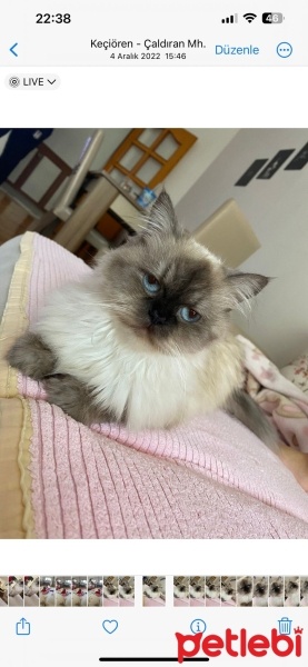 Chinchilla, Kedi  Miya fotoğrafı