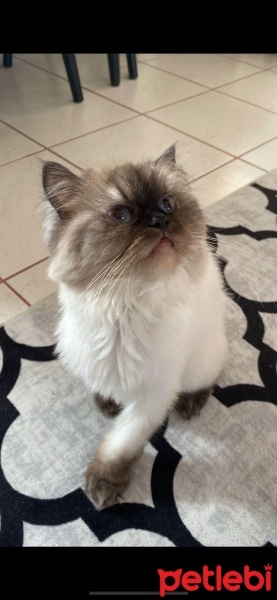 Chinchilla, Kedi  Miya fotoğrafı